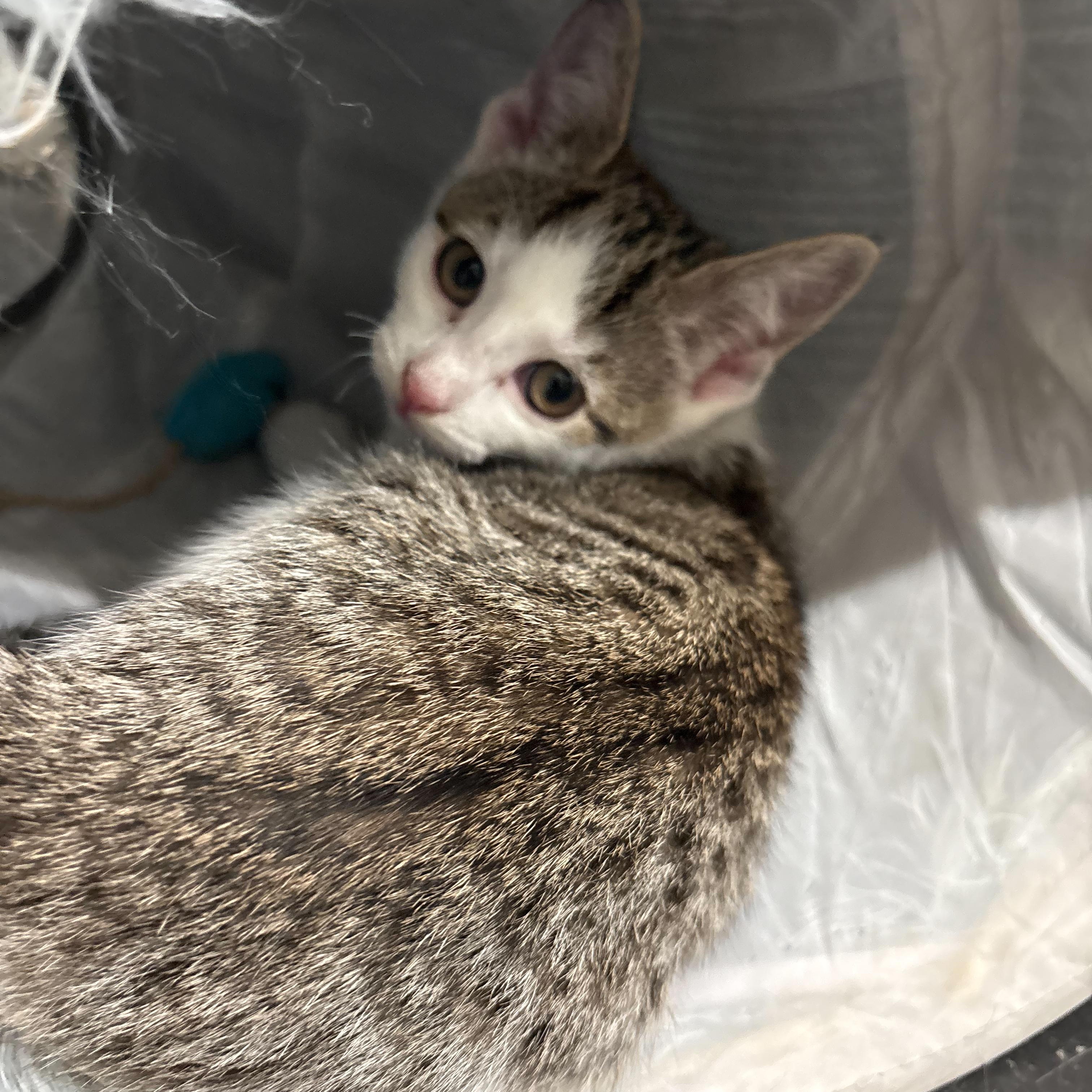 Mulan, an adopted Domestic Short Hair in East Brunswick, NJ image 2/4