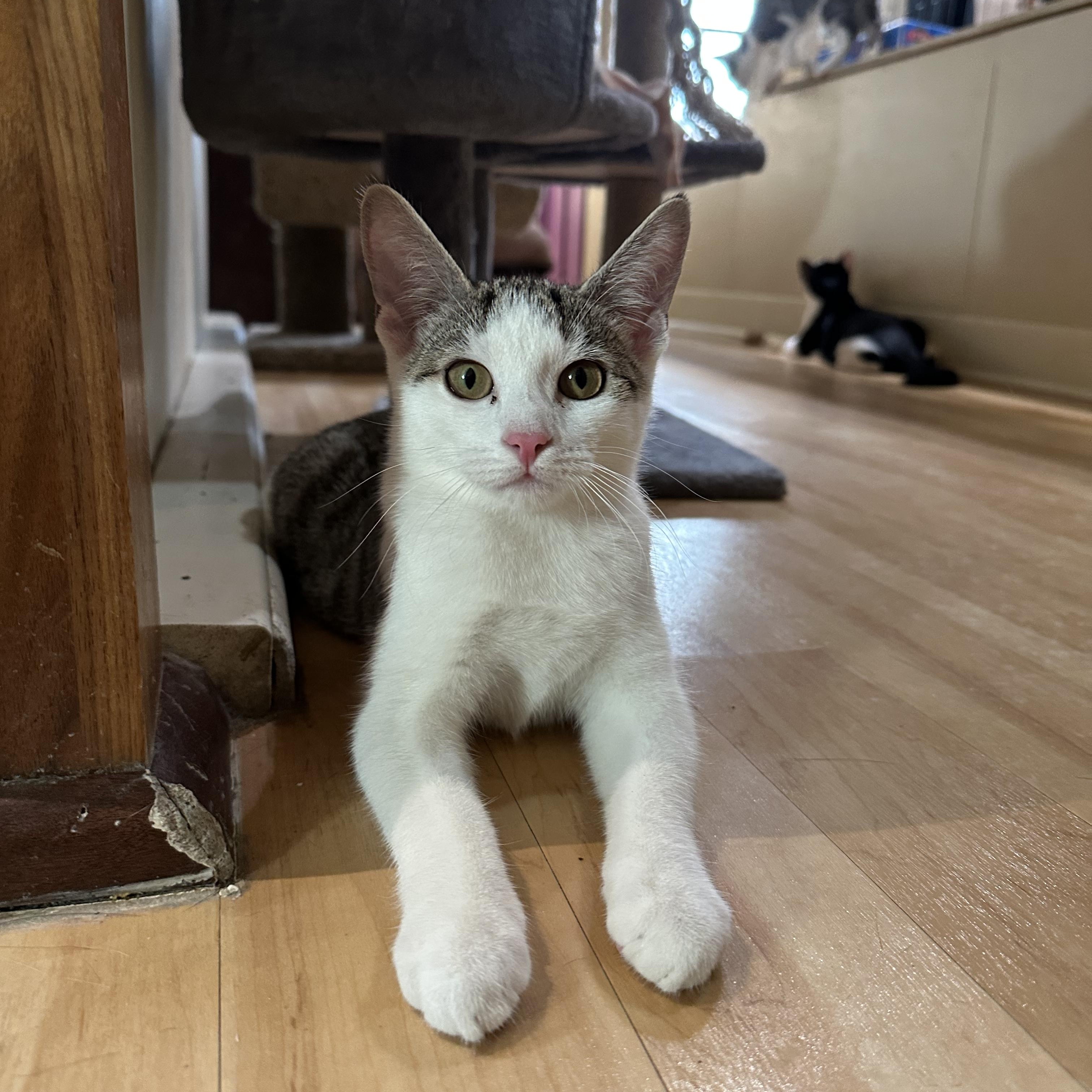 Mulan, an adopted Domestic Short Hair in East Brunswick, NJ image 4/4