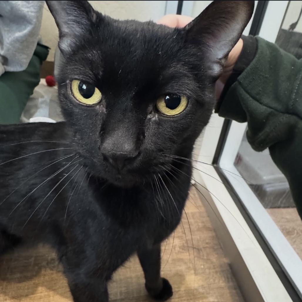 Squid, Adoptable, Adult Male Domestic Short Hair.