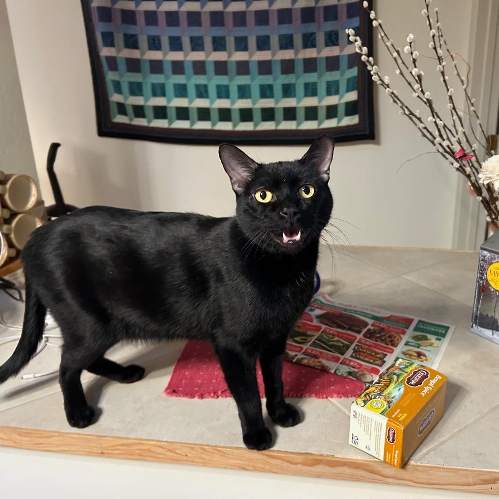 Enlarge Squid, a Adoptable mixed breed in Incline Village, NV image 2/3