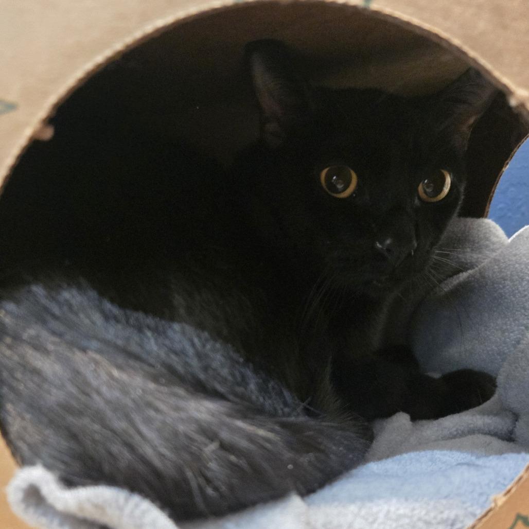 Squid, Adoptable, Adult Male Domestic Short Hair.