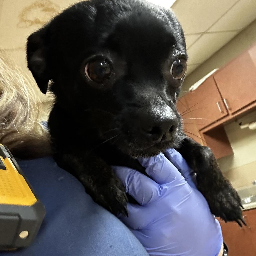 Enlarge Chica, a Adoptable Mixed Breed in Gadsden, AL image 1/4