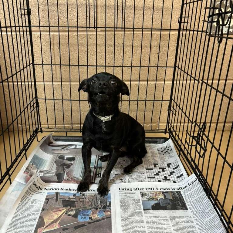 Enlarge Chica, a Adoptable Mixed Breed in Gadsden, AL image 2/4