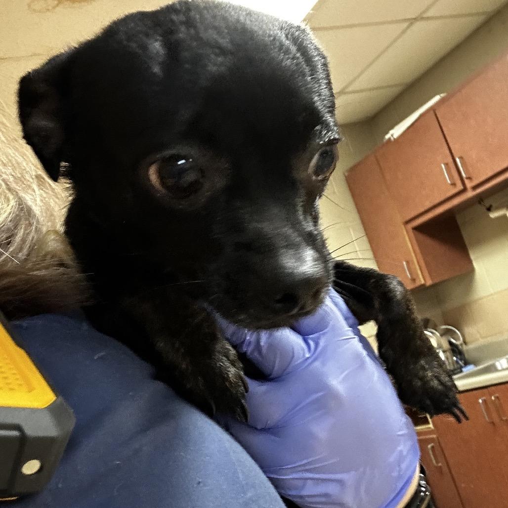 Enlarge Chica, a Adoptable Mixed Breed in Gadsden, AL image 3/4