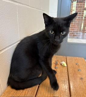 Hendrix, Adoptable, Kitten Male Domestic Short Hair.