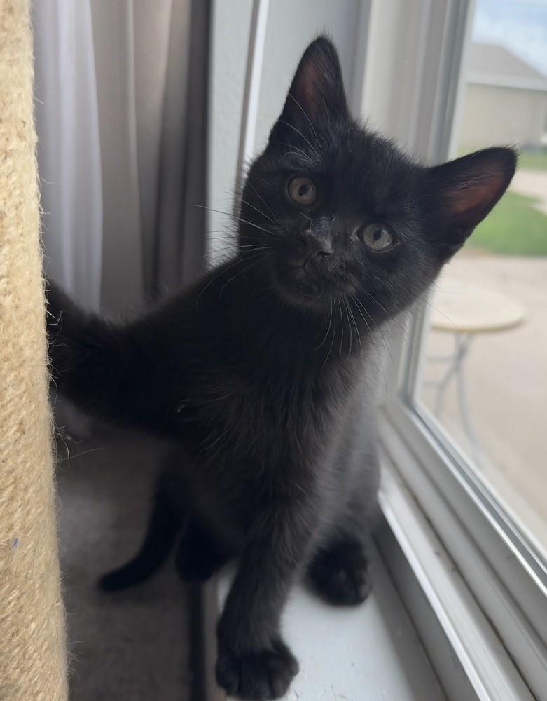 Enlarge Hendrix, a ADOPTABLE Domestic Short Hair in Mason City, IA image 2/2