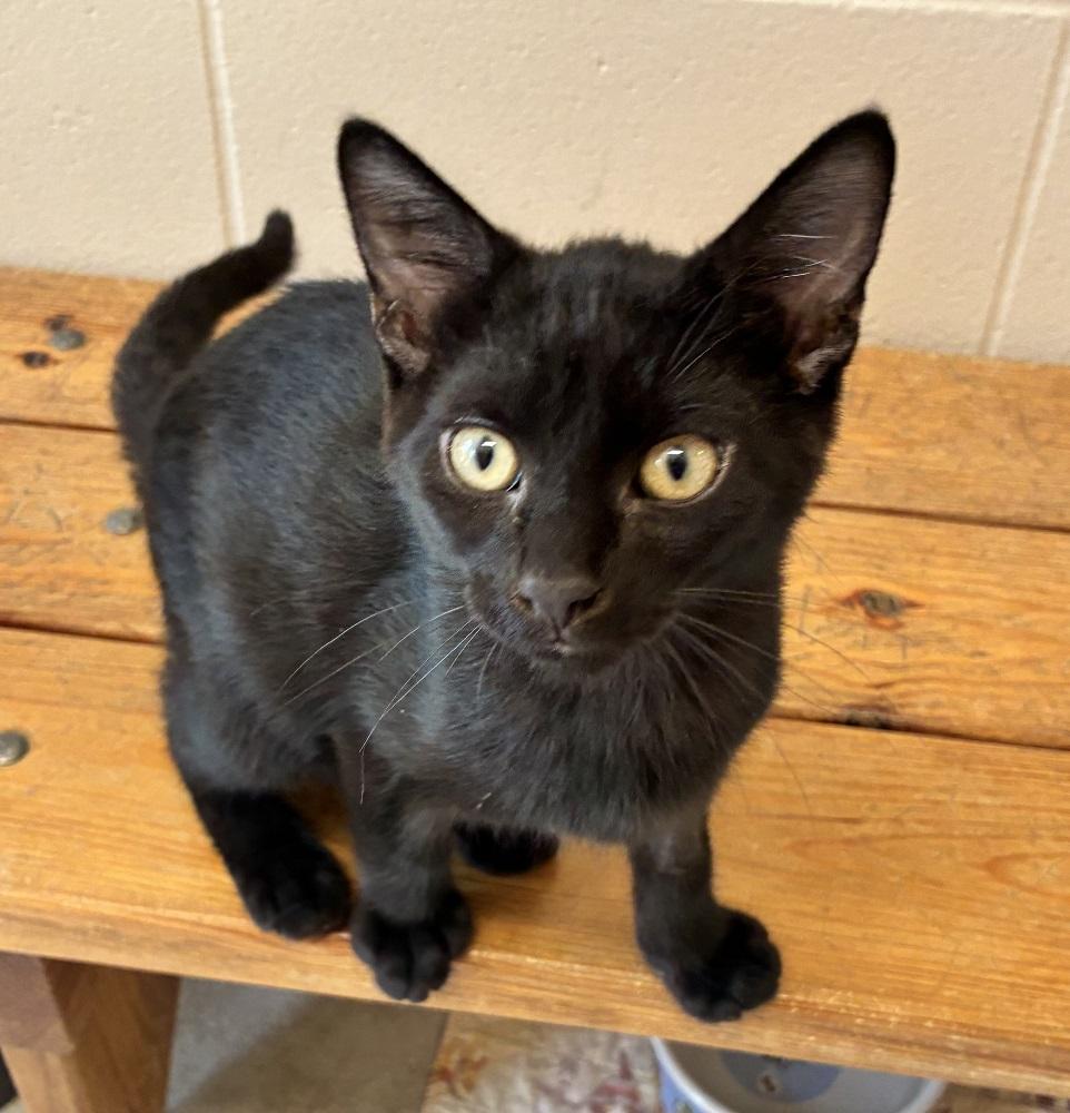 Enlarge Hendrix, a ADOPTABLE Domestic Short Hair in Mason City, IA image 1/2