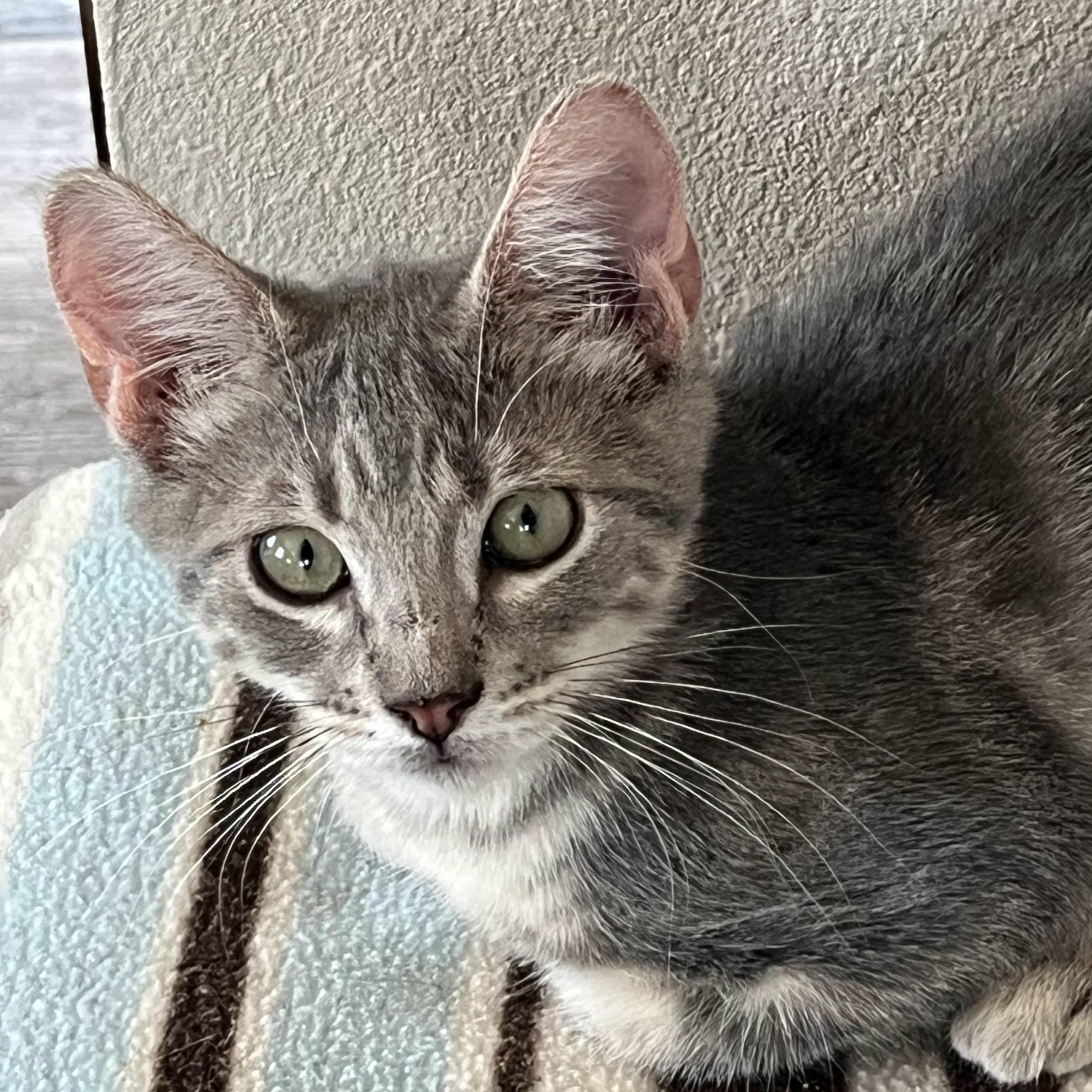 Ziggy, Adopted, Young Male Domestic Short Hair.