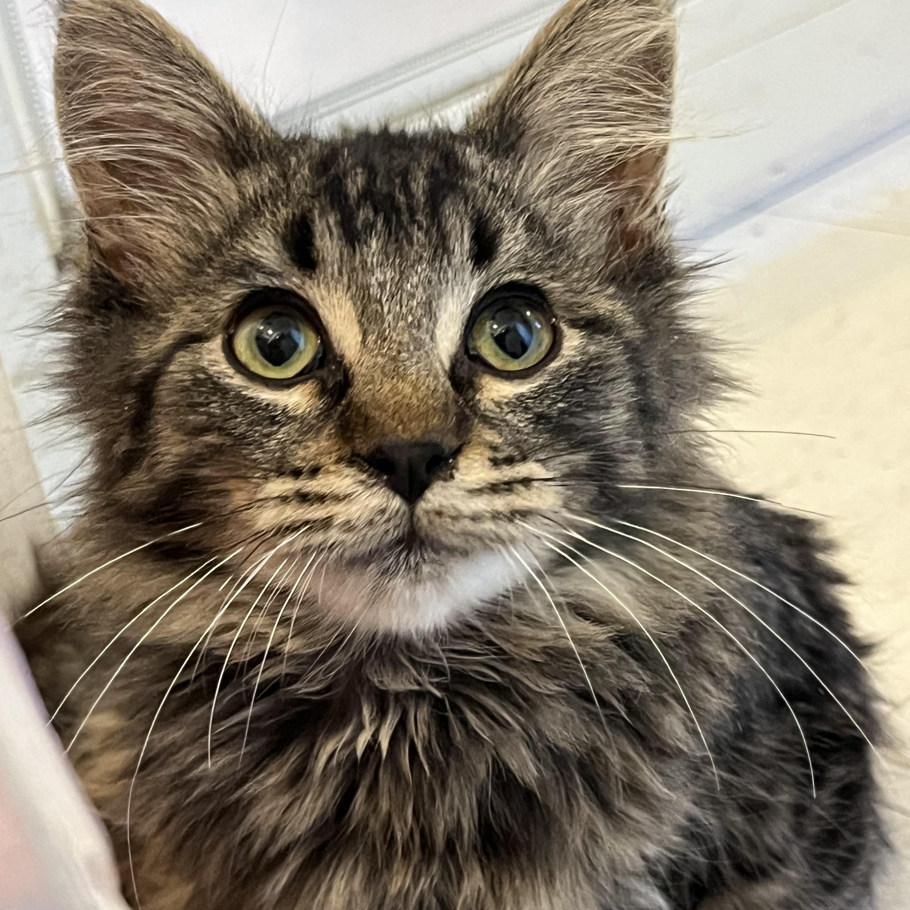 Omar, Adoptable, Kitten Male Domestic Medium Hair.