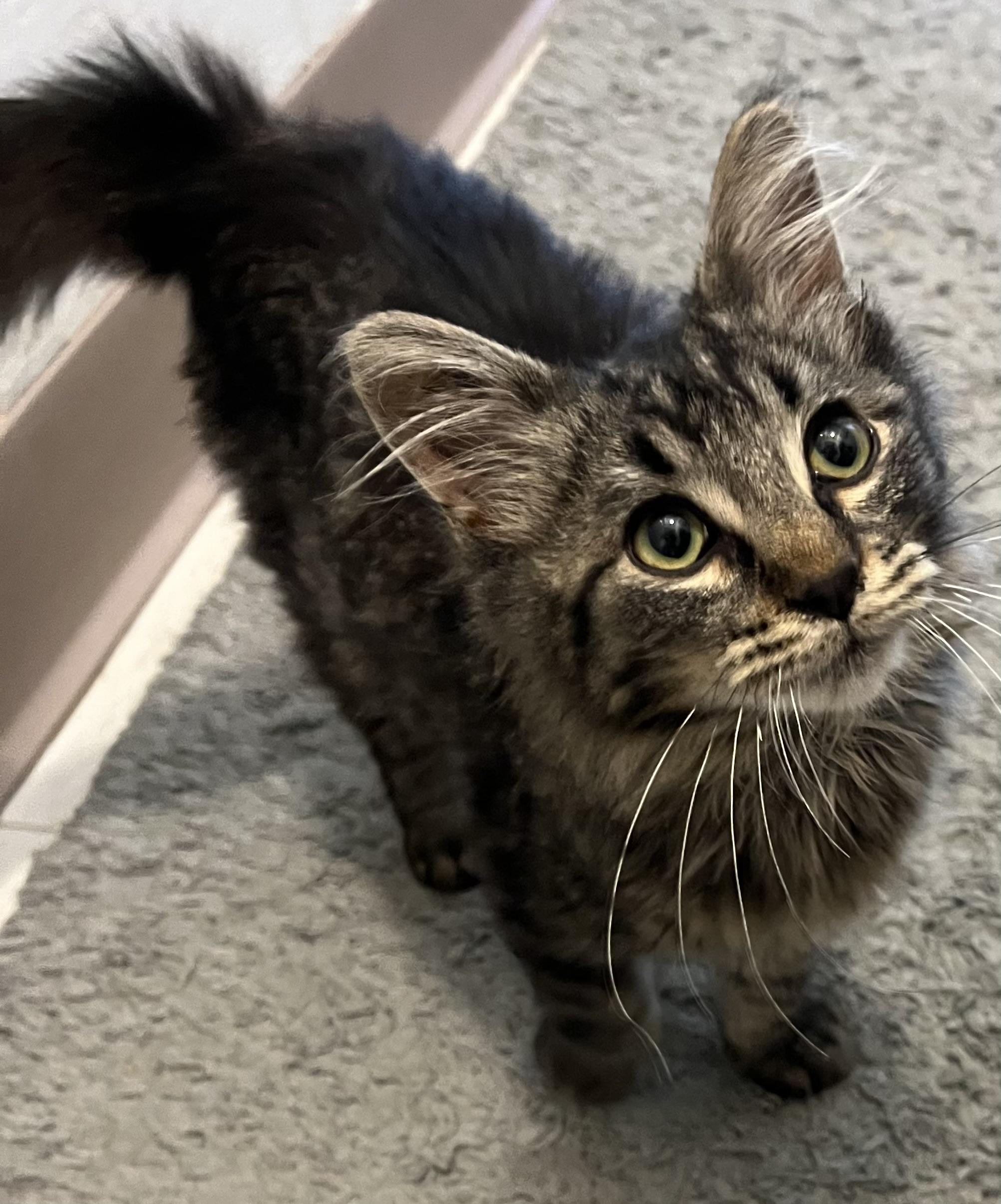 Enlarge Omar, a Adoptable Domestic Medium Hair in Moline, IL image 2/4