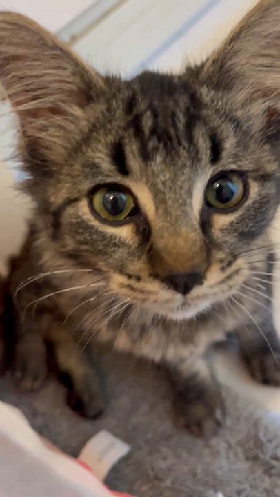 Enlarge Omar, a Adoptable Domestic Medium Hair in Moline, IL video 3/4