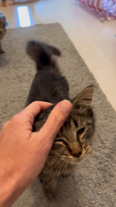 Enlarge Omar, a Adoptable Domestic Medium Hair in Moline, IL video 4/4