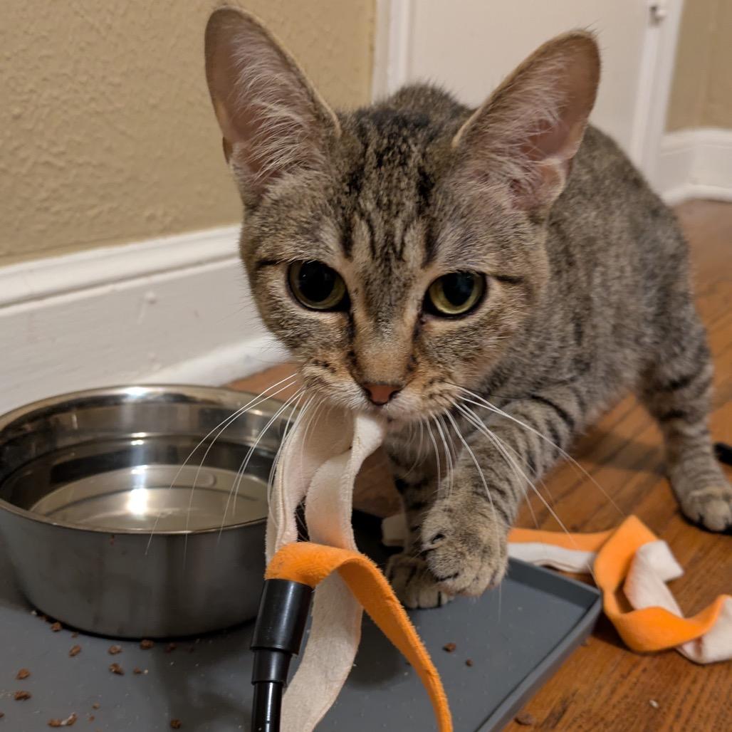 Winifred, Adoptable, Young Female Domestic Short Hair.