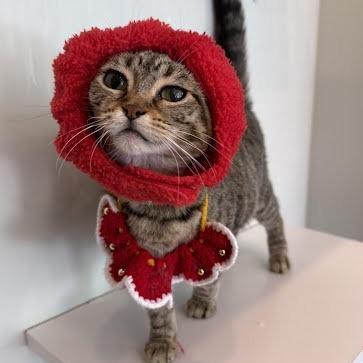 Winifred, a Adoptable Domestic Short Hair in Evanston, IL image 3/5