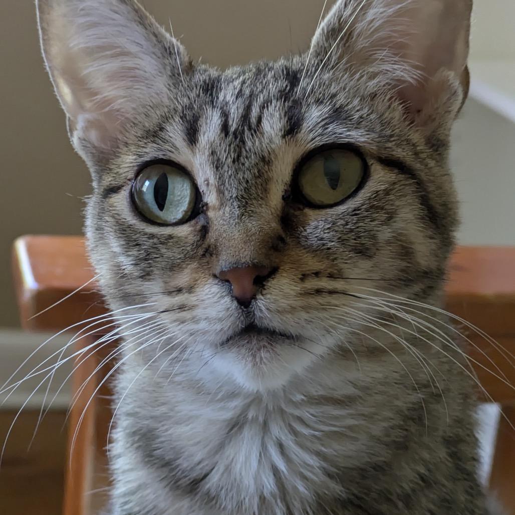 Winifred, a Adoptable Domestic Short Hair in Evanston, IL image 4/5