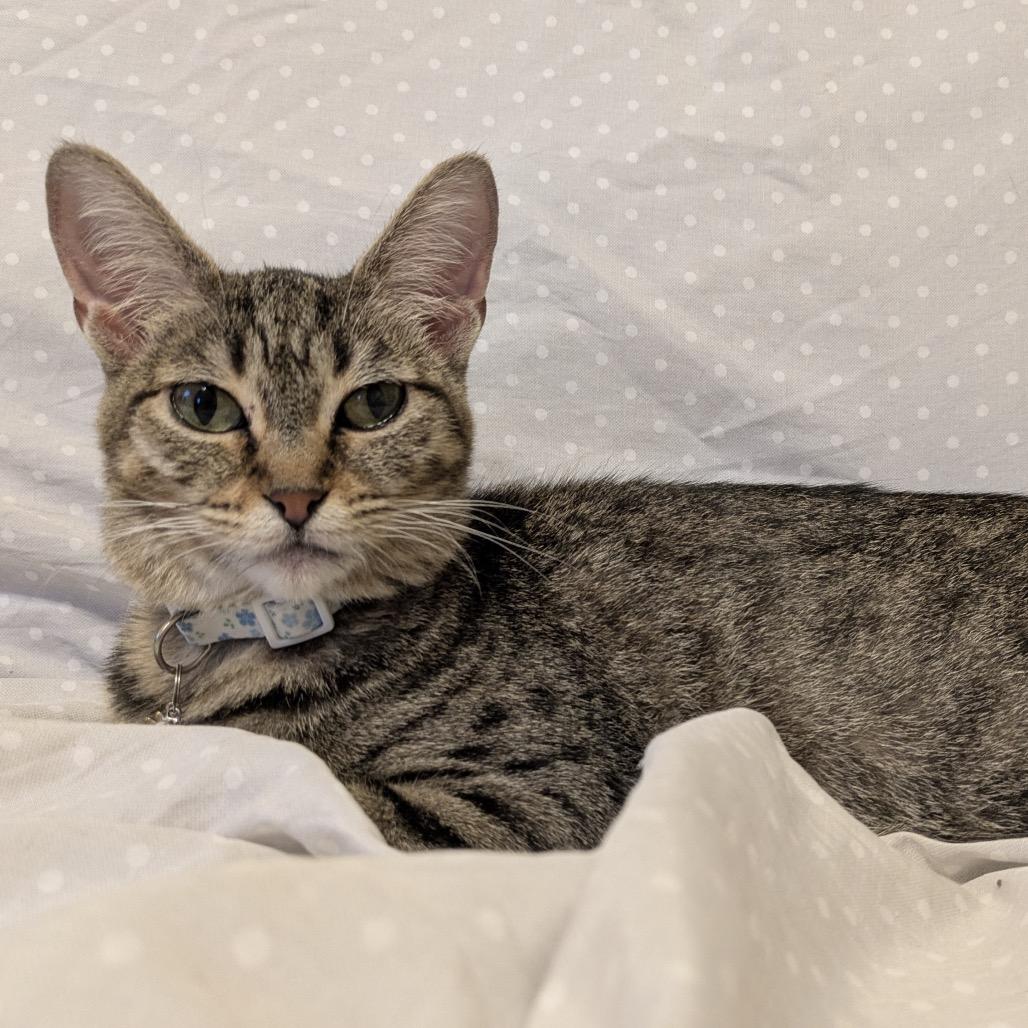 Winifred, a Adoptable Domestic Short Hair in Evanston, IL image 5/5