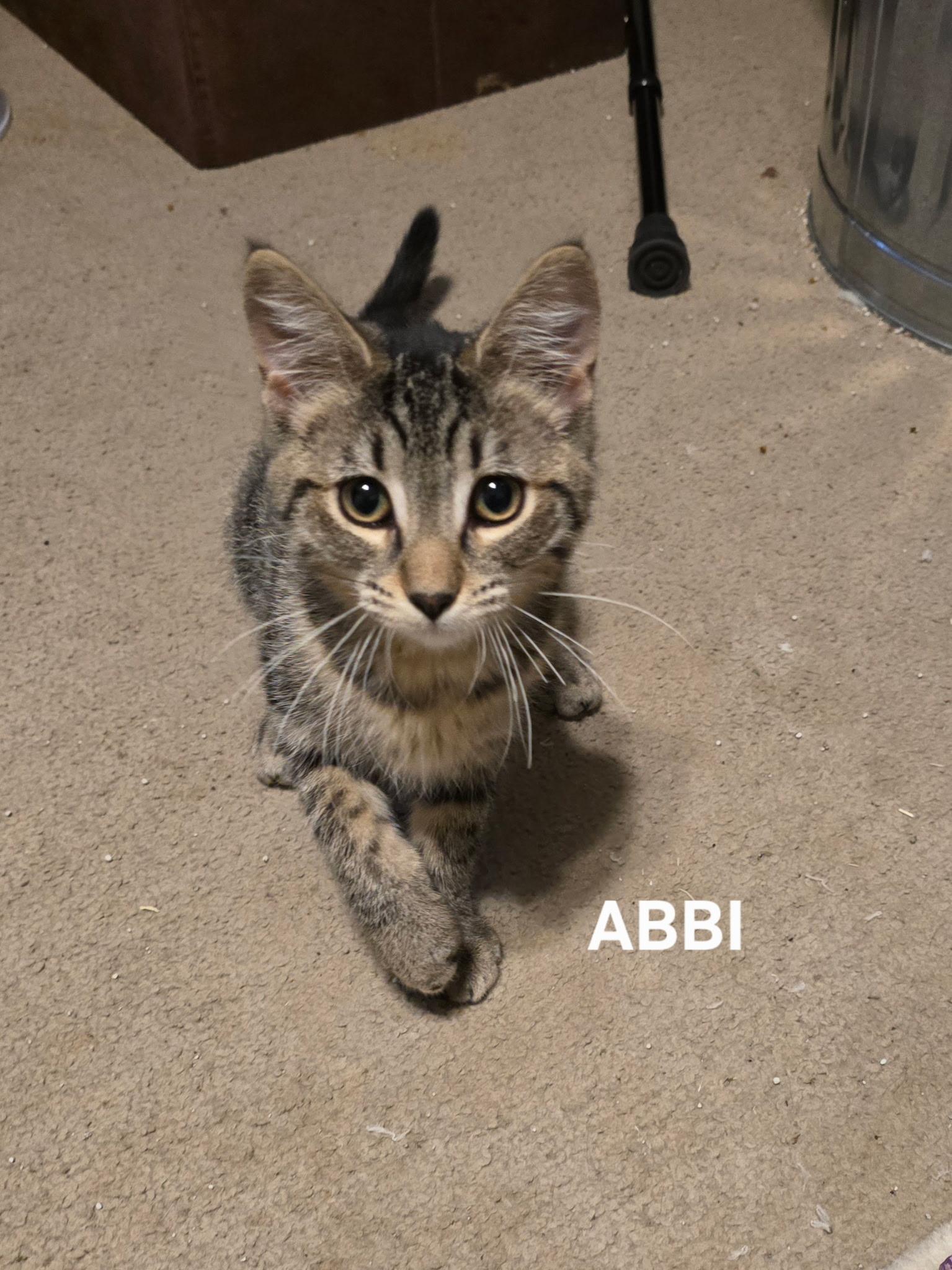 Enlarge Abbi, Theo, Spike (SC), a Adoptable Domestic Short Hair in Clinton, IL image 1/6