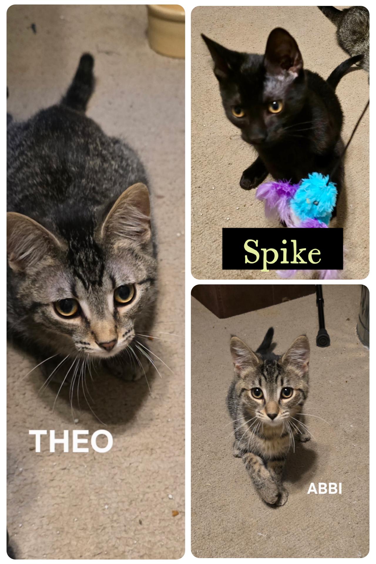 Enlarge Abbi, Theo, Spike (SC), a Adoptable Domestic Short Hair in Clinton, IL image 2/6