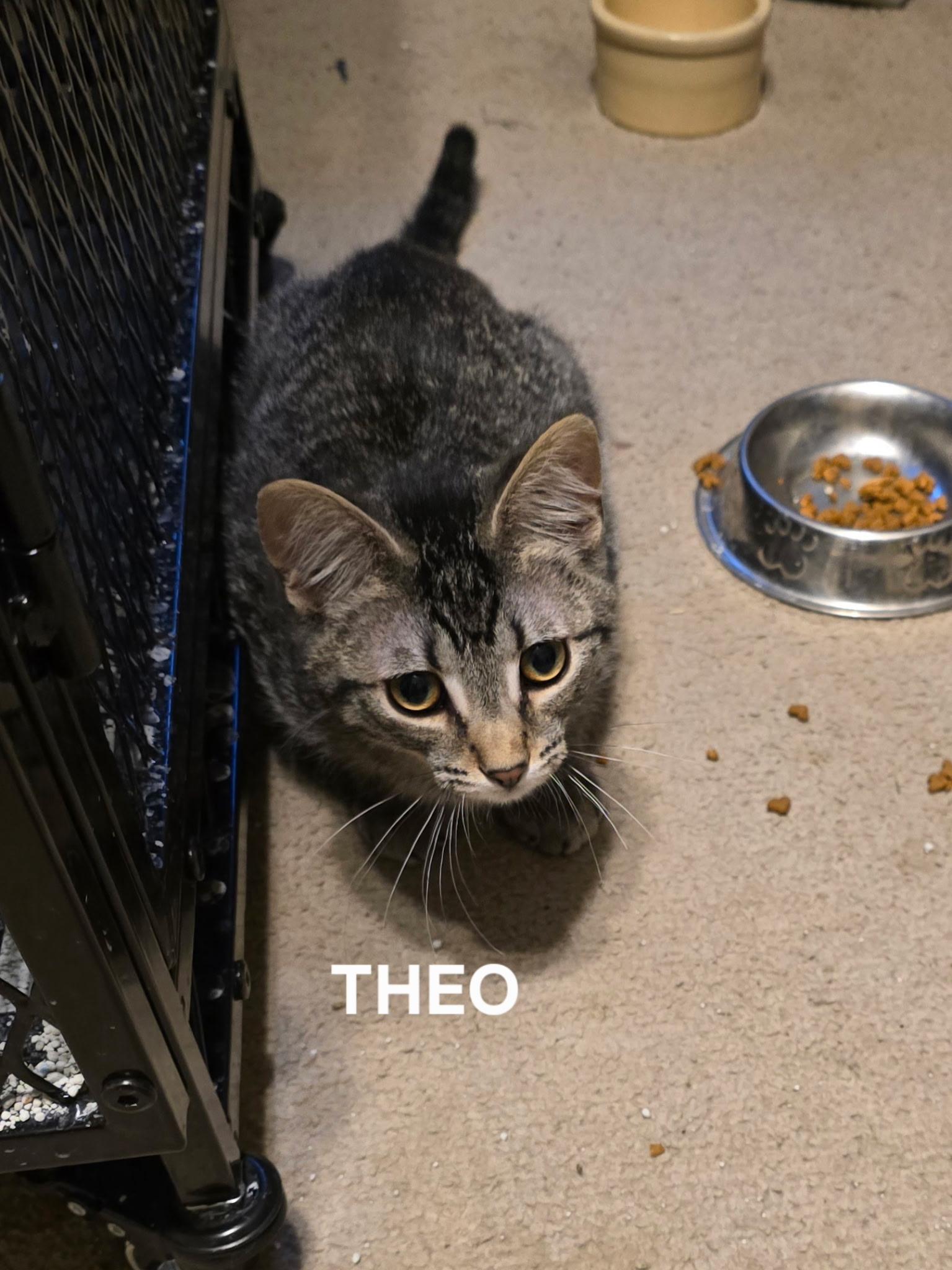 Enlarge Abbi, Theo, Spike (SC), a Adoptable Domestic Short Hair in Clinton, IL image 3/6
