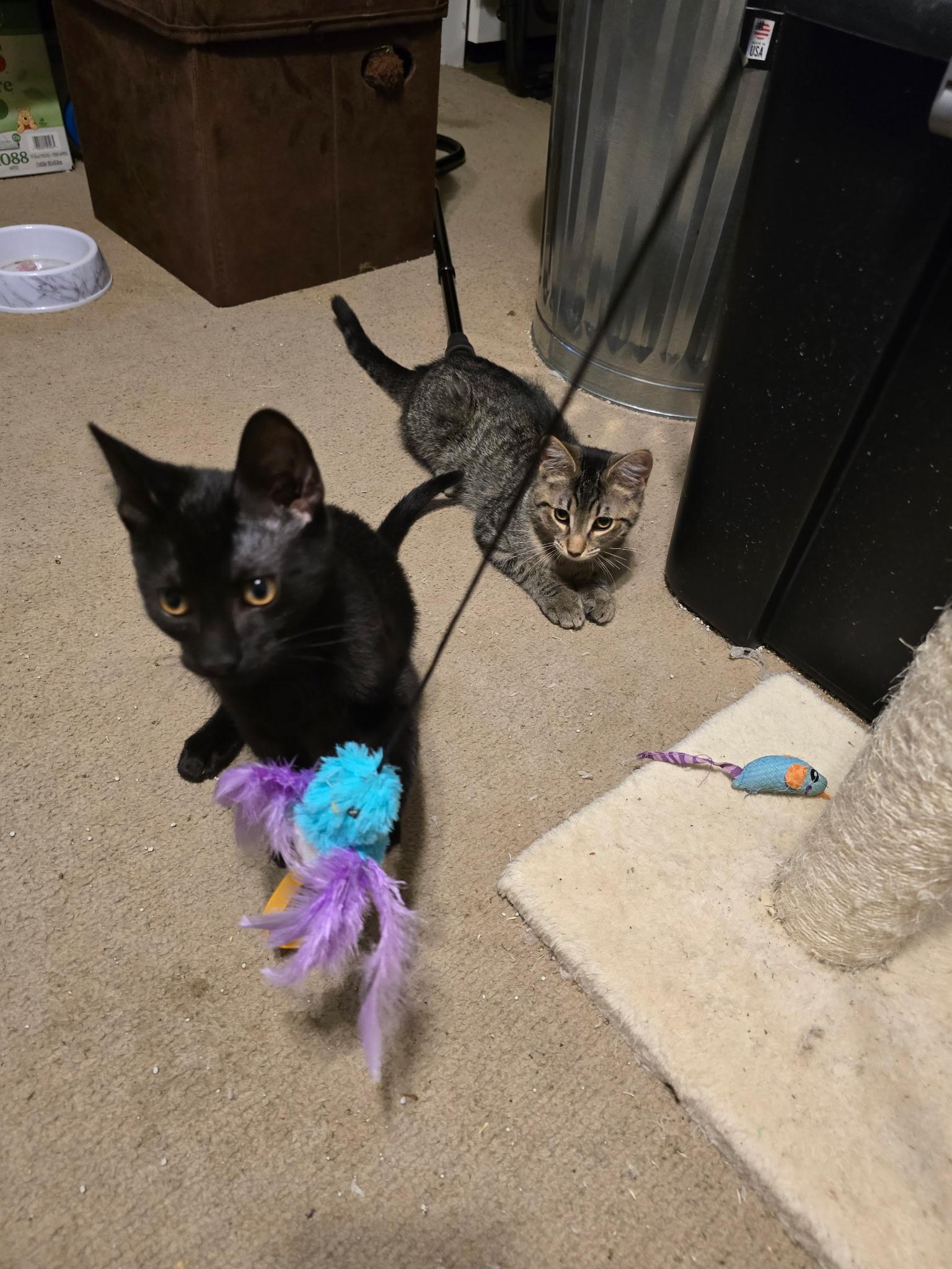 Enlarge Abbi, Theo, Spike (SC), a Adoptable Domestic Short Hair in Clinton, IL image 4/6