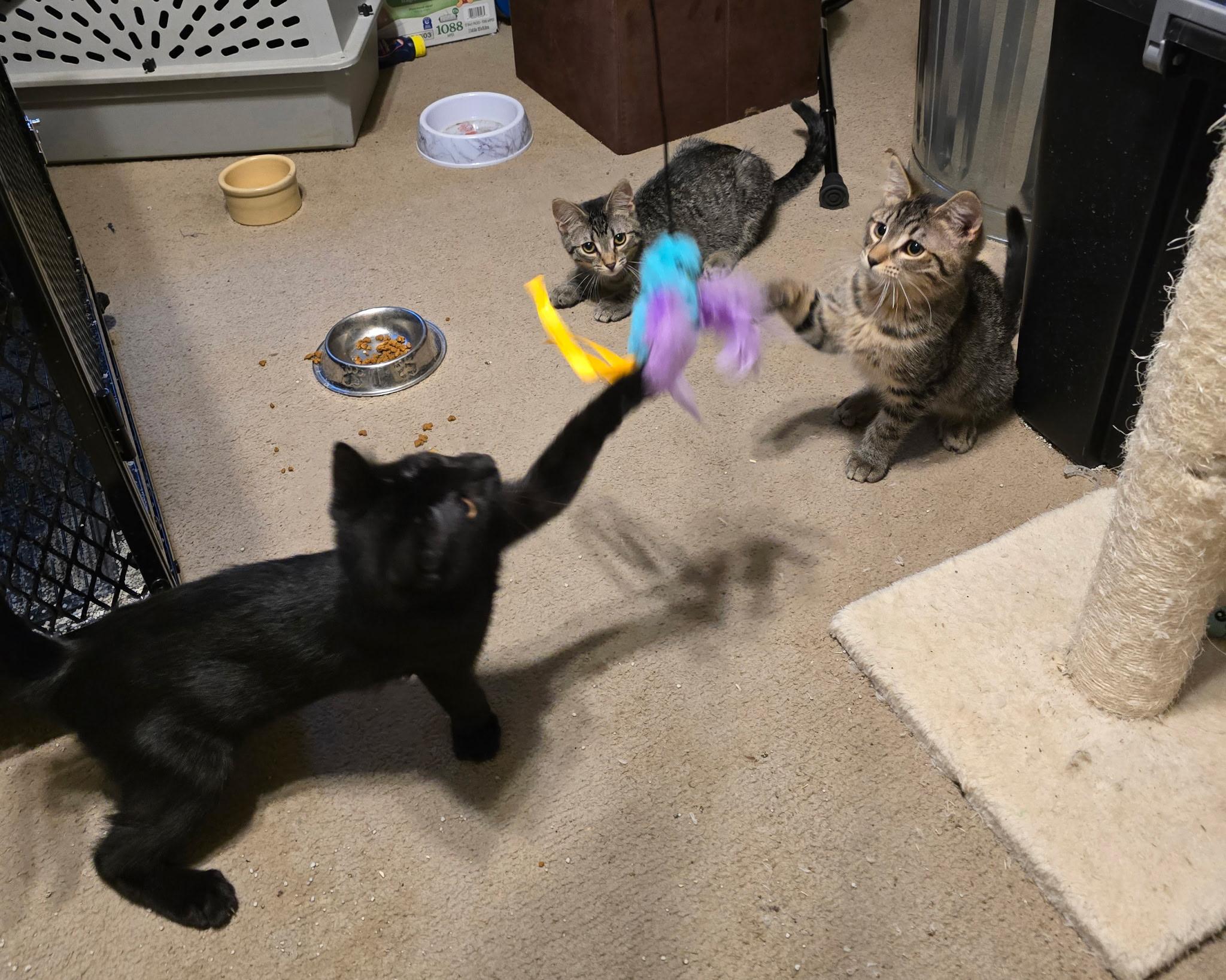 Enlarge Abbi, Theo, Spike (SC), a Adoptable Domestic Short Hair in Clinton, IL image 6/6