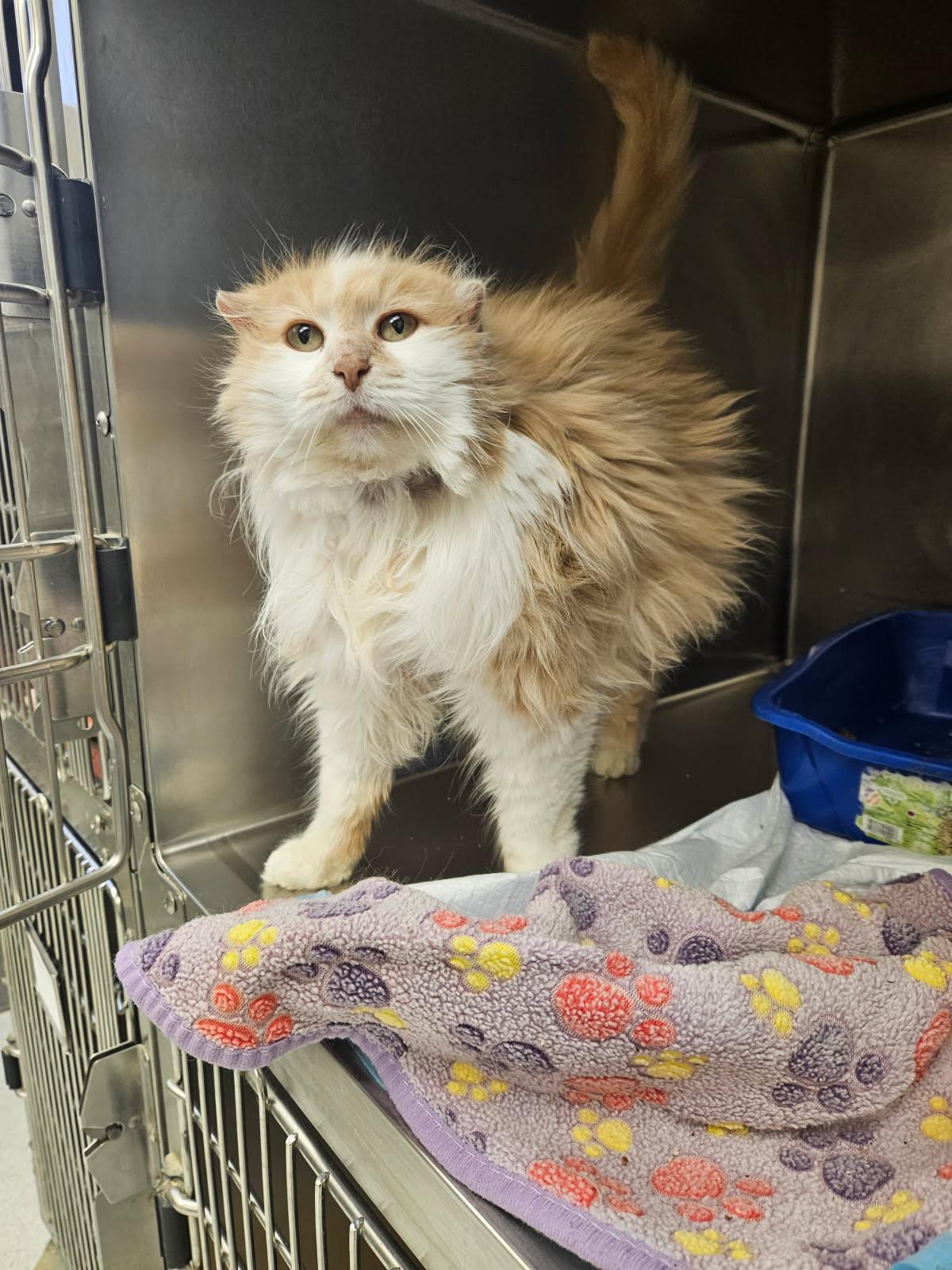 Enlarge Babs, an adopted Domestic Long Hair in Mansfield, OH image 1/1