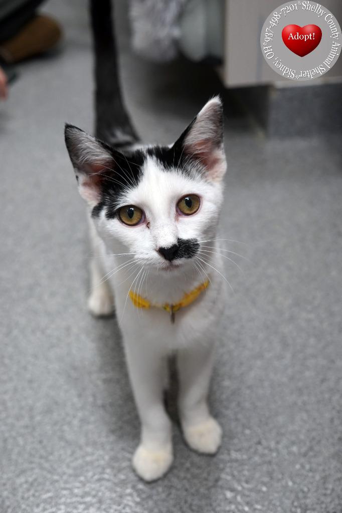 Ambrose, Adoptable, Kitten Male Domestic Short Hair.