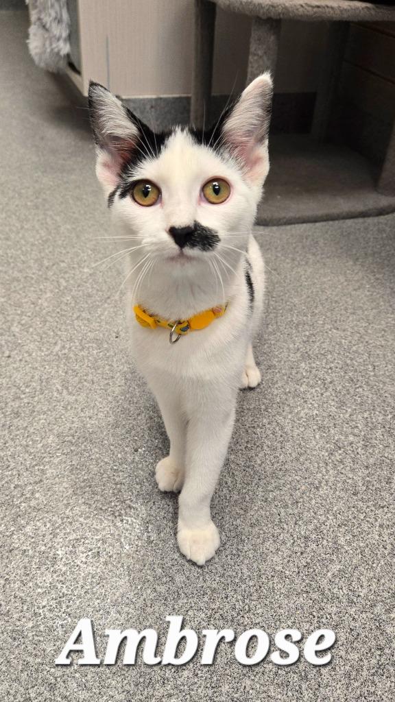Ambrose, a Adoptable mixed breed in Sidney, OH image 2/3