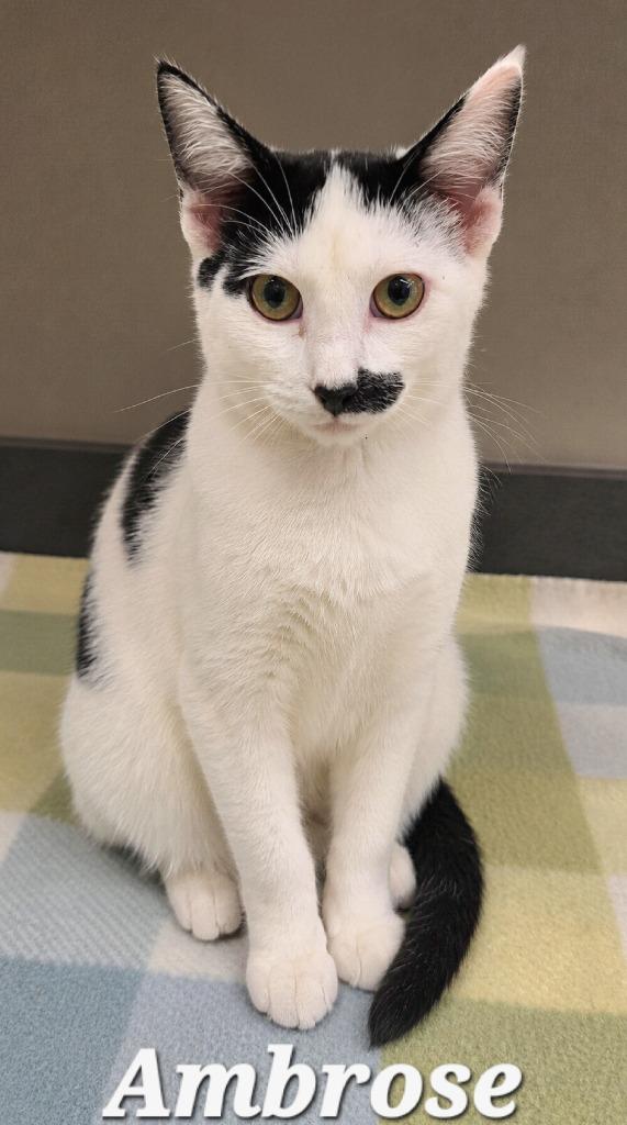 Ambrose, a Adoptable mixed breed in Sidney, OH image 3/3