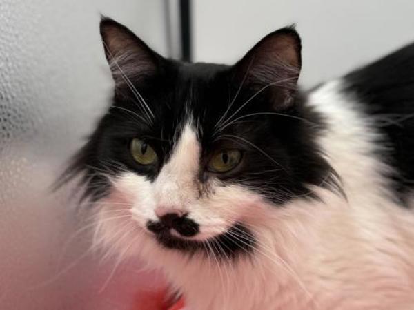 Missy — thumbnail 2