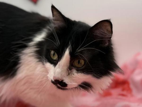 Missy — thumbnail 4