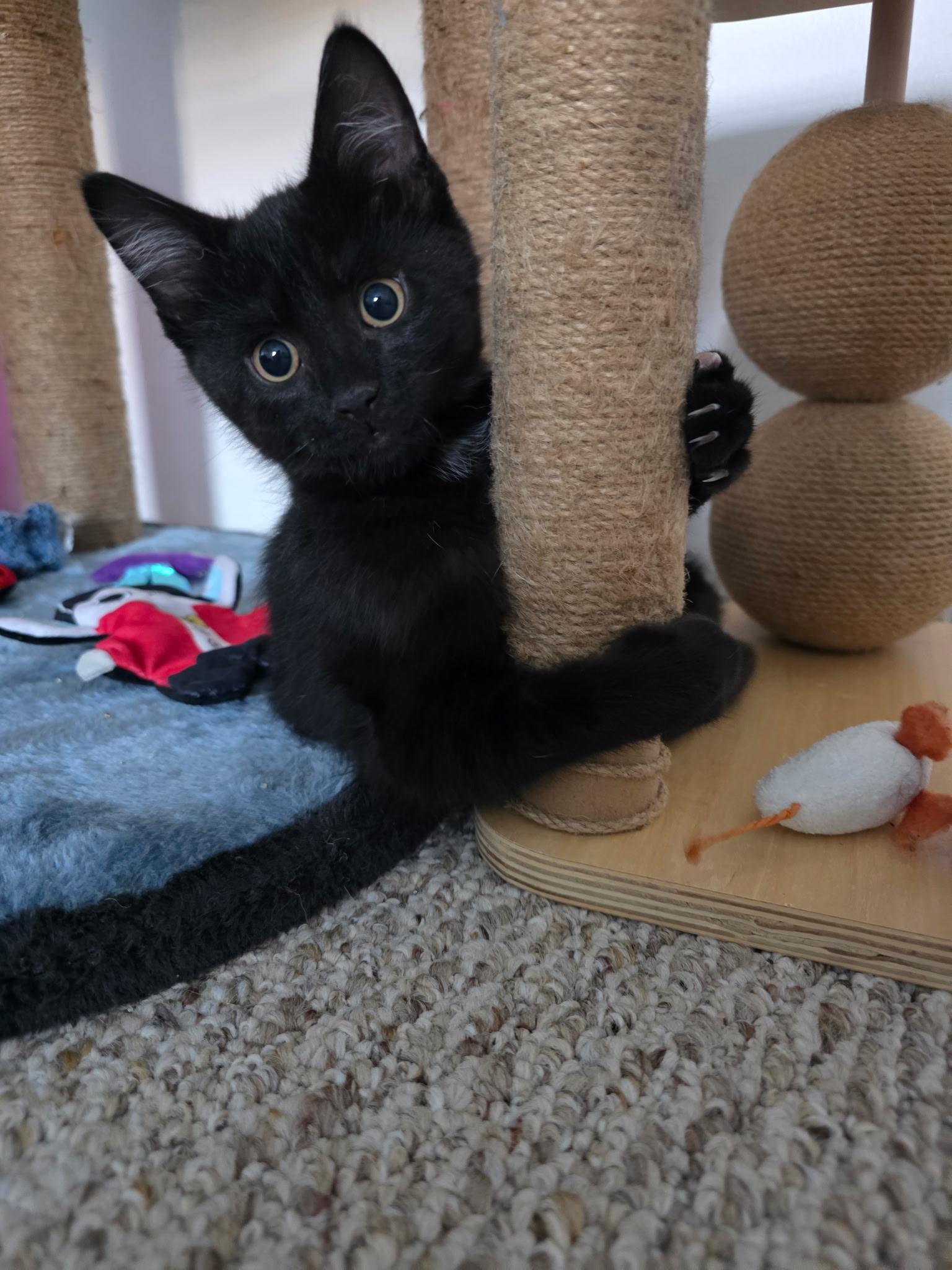 Enlarge Wolfie, an adopted Domestic Short Hair in Allentown, PA image 6/6