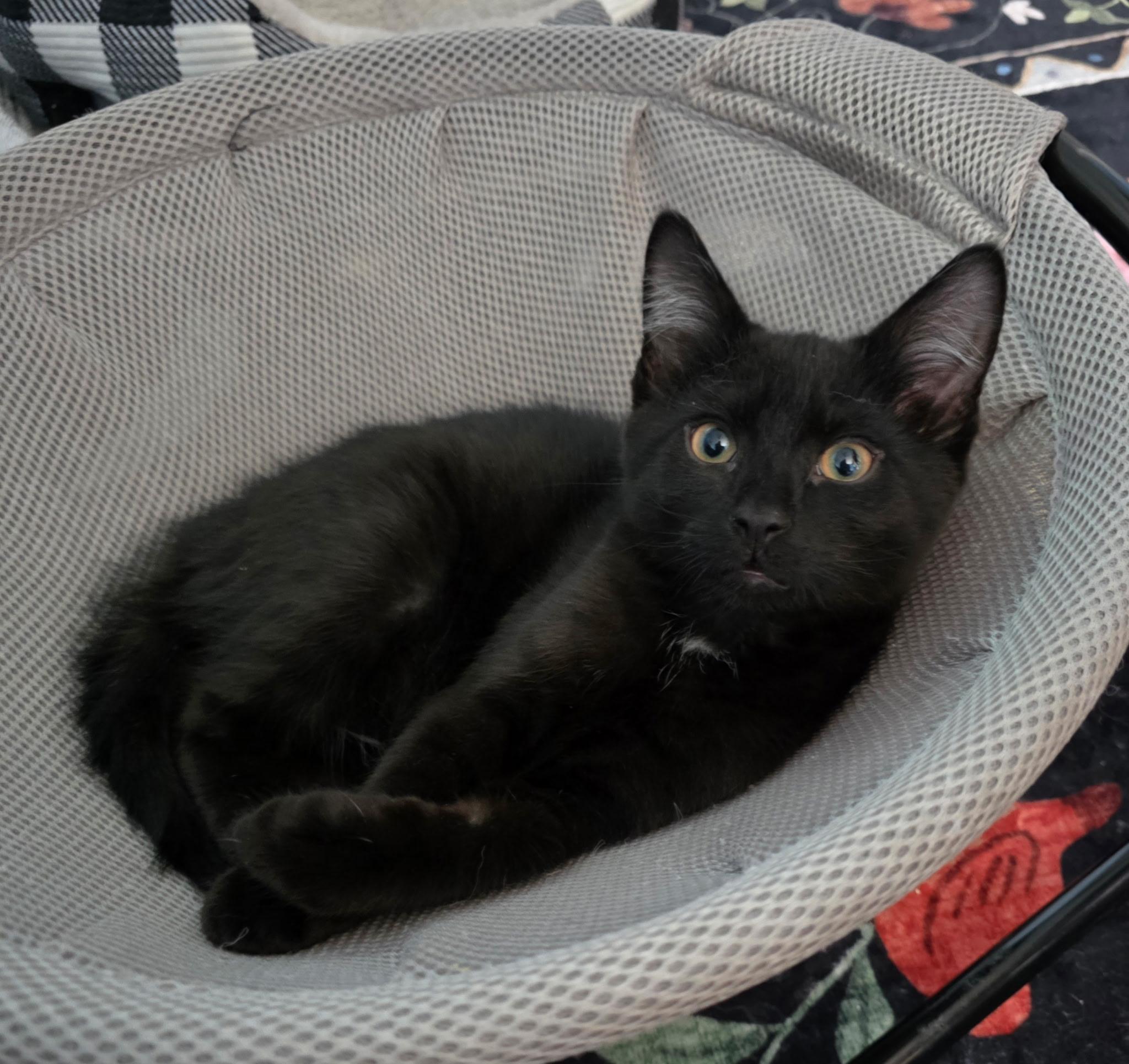 Enlarge Wolfie, an adopted Domestic Short Hair in Allentown, PA image 1/6