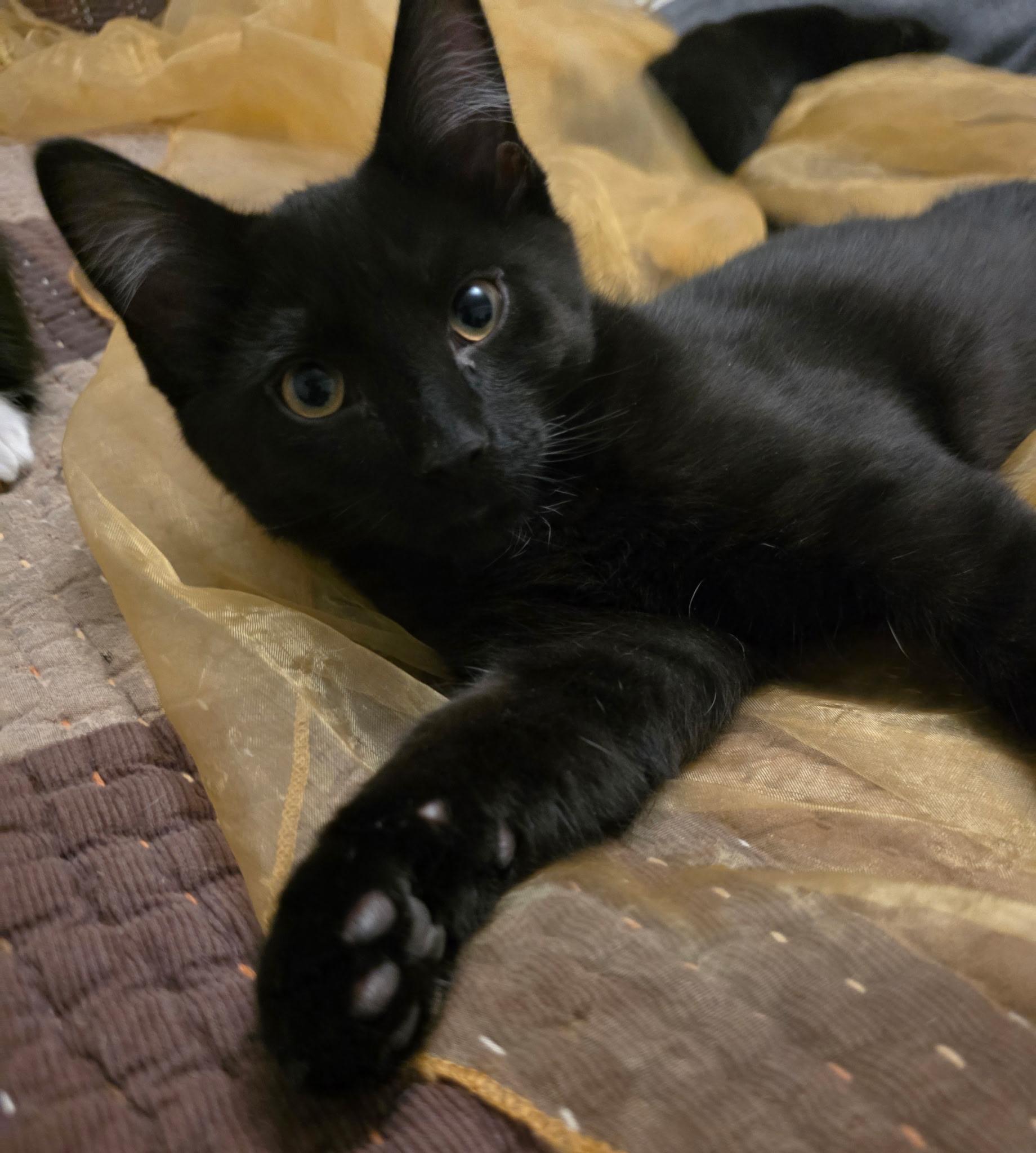 Enlarge Wolfie, an adopted Domestic Short Hair in Allentown, PA image 4/6