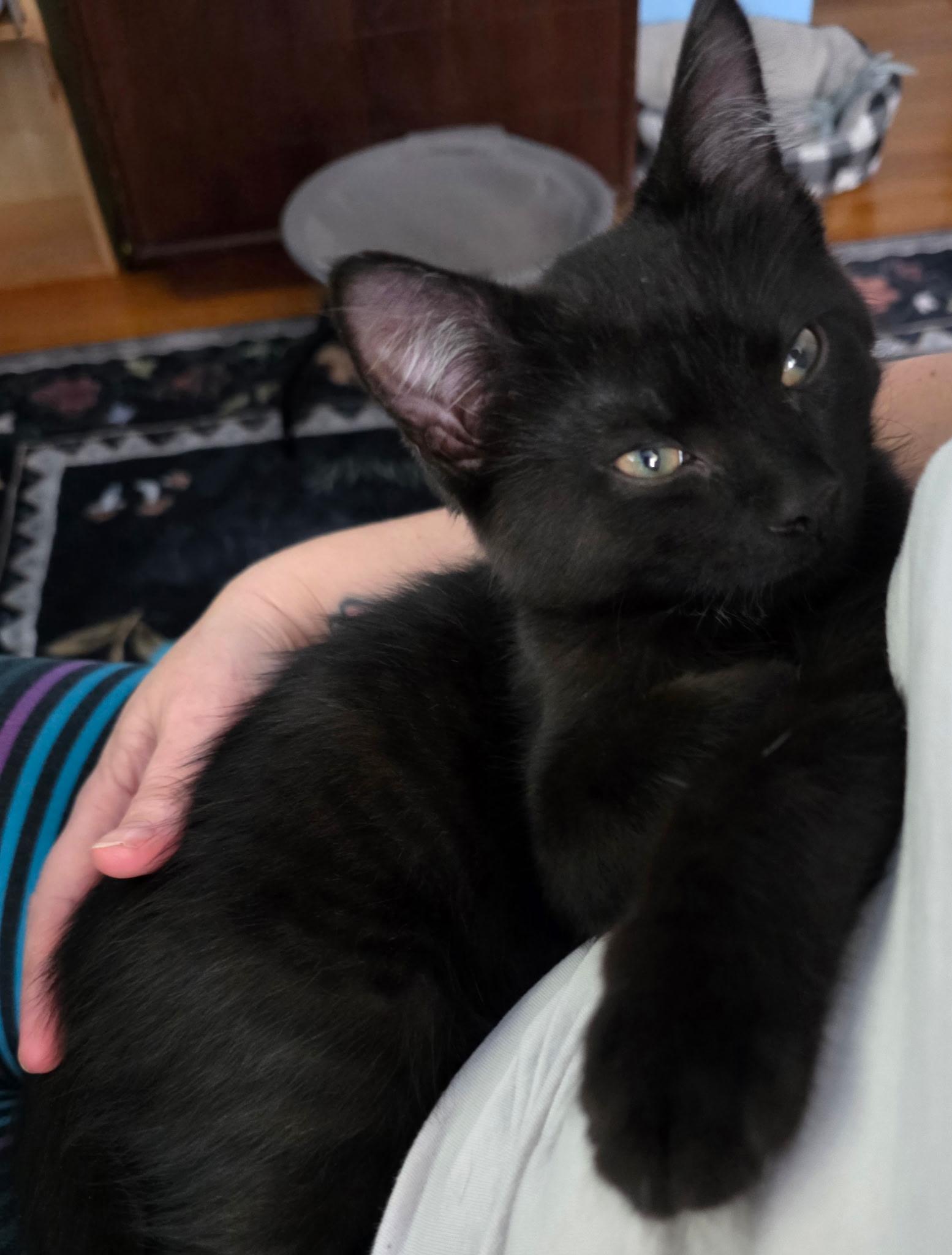 Enlarge Wolfie, an adopted Domestic Short Hair in Allentown, PA image 3/6