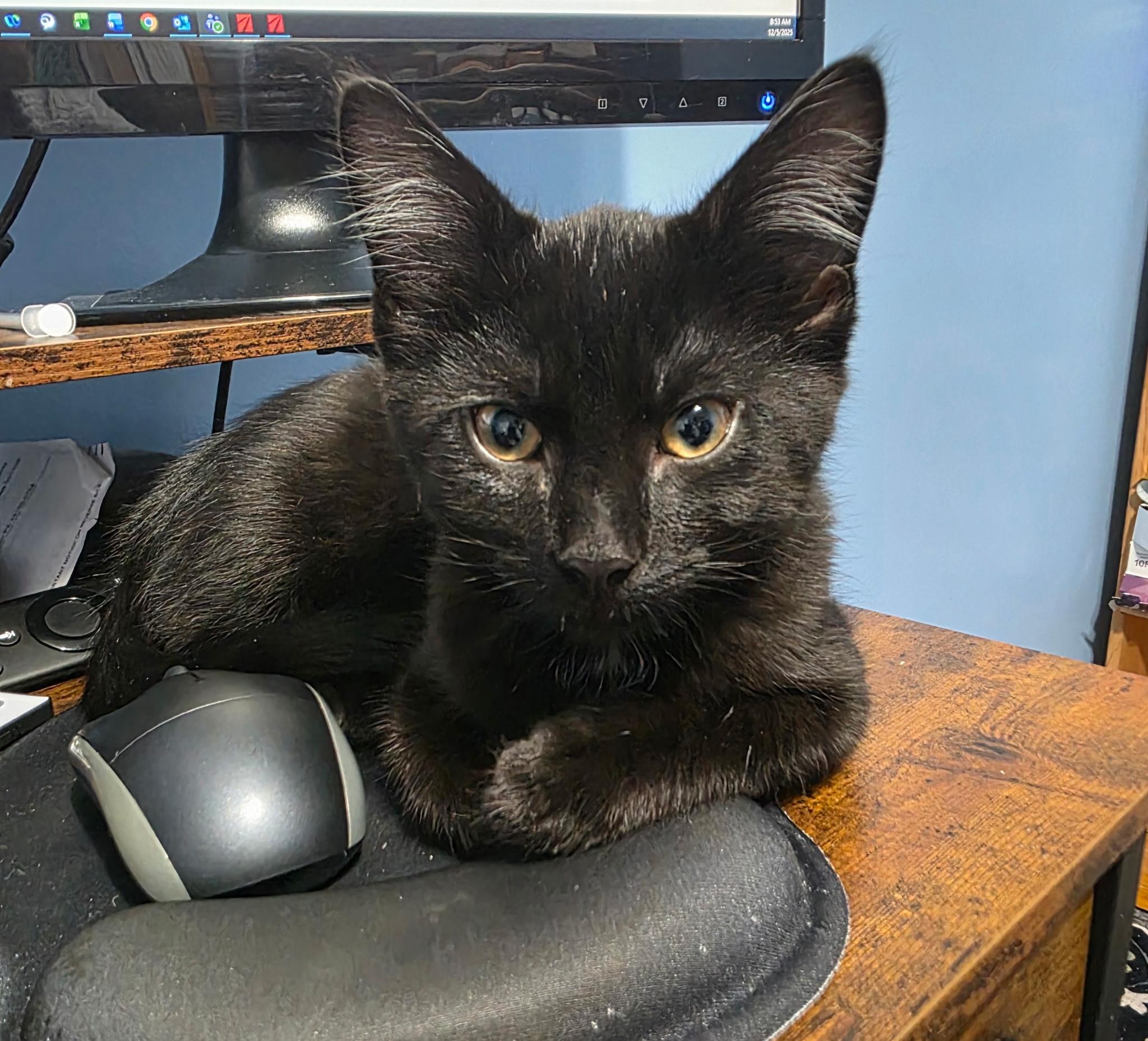 Enlarge Wolfie, an adopted Domestic Short Hair in Allentown, PA image 2/6