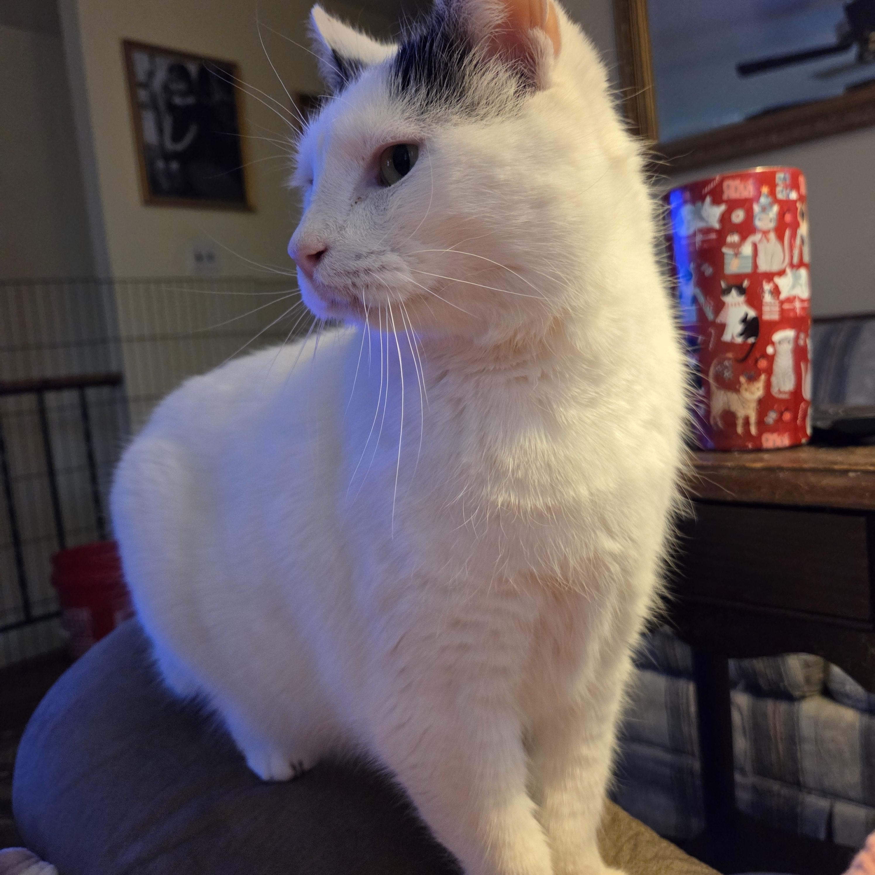 Enlarge Snowball, a ADOPTABLE Domestic Short Hair in Great Mills, MD image 2/2