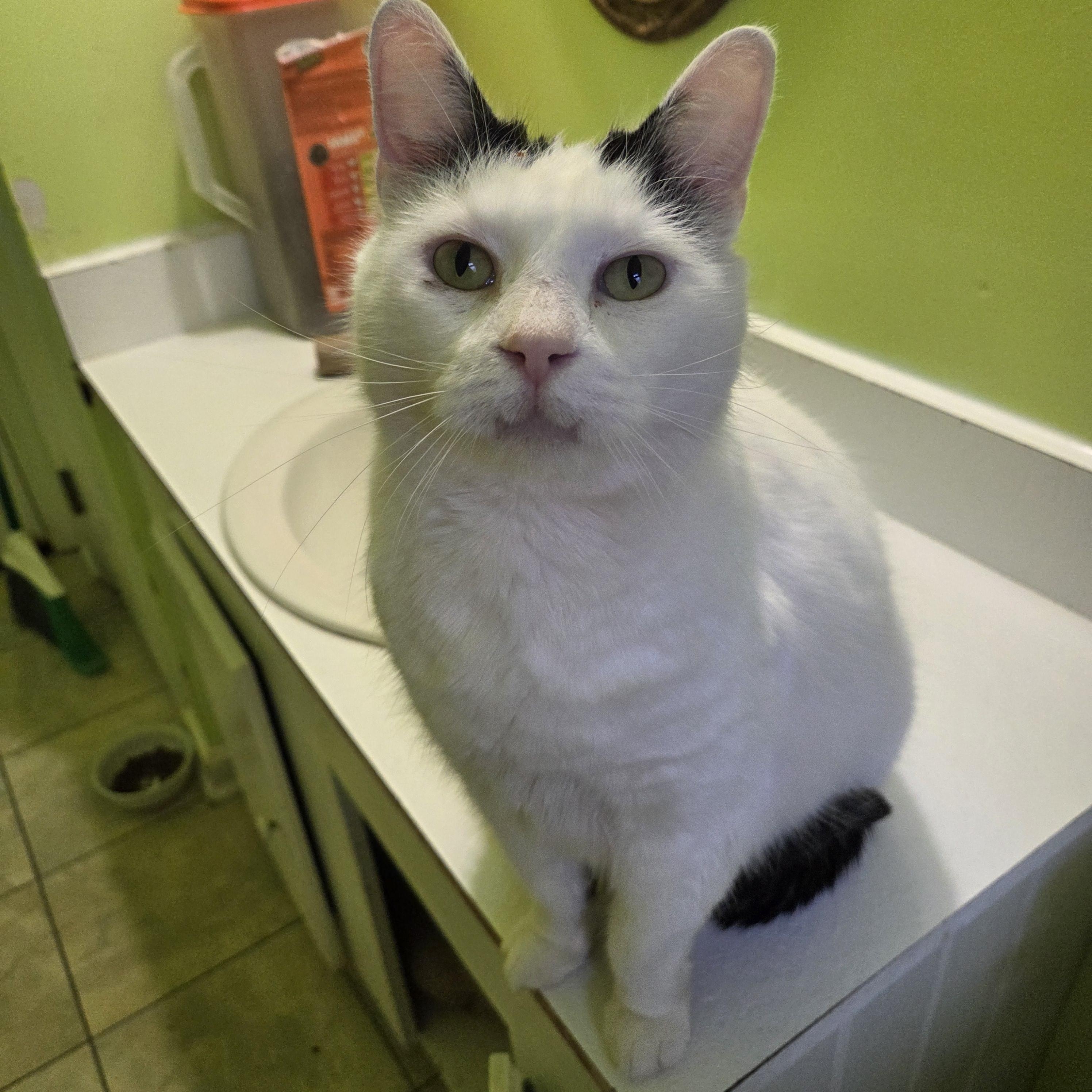 Snowball, ADOPTABLE, Adult Male Domestic Short Hair.