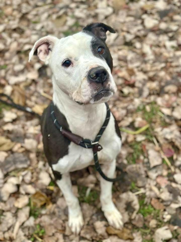 Wonder Bread, ADOPTABLE, Adult Male Pit Bull Terrier.