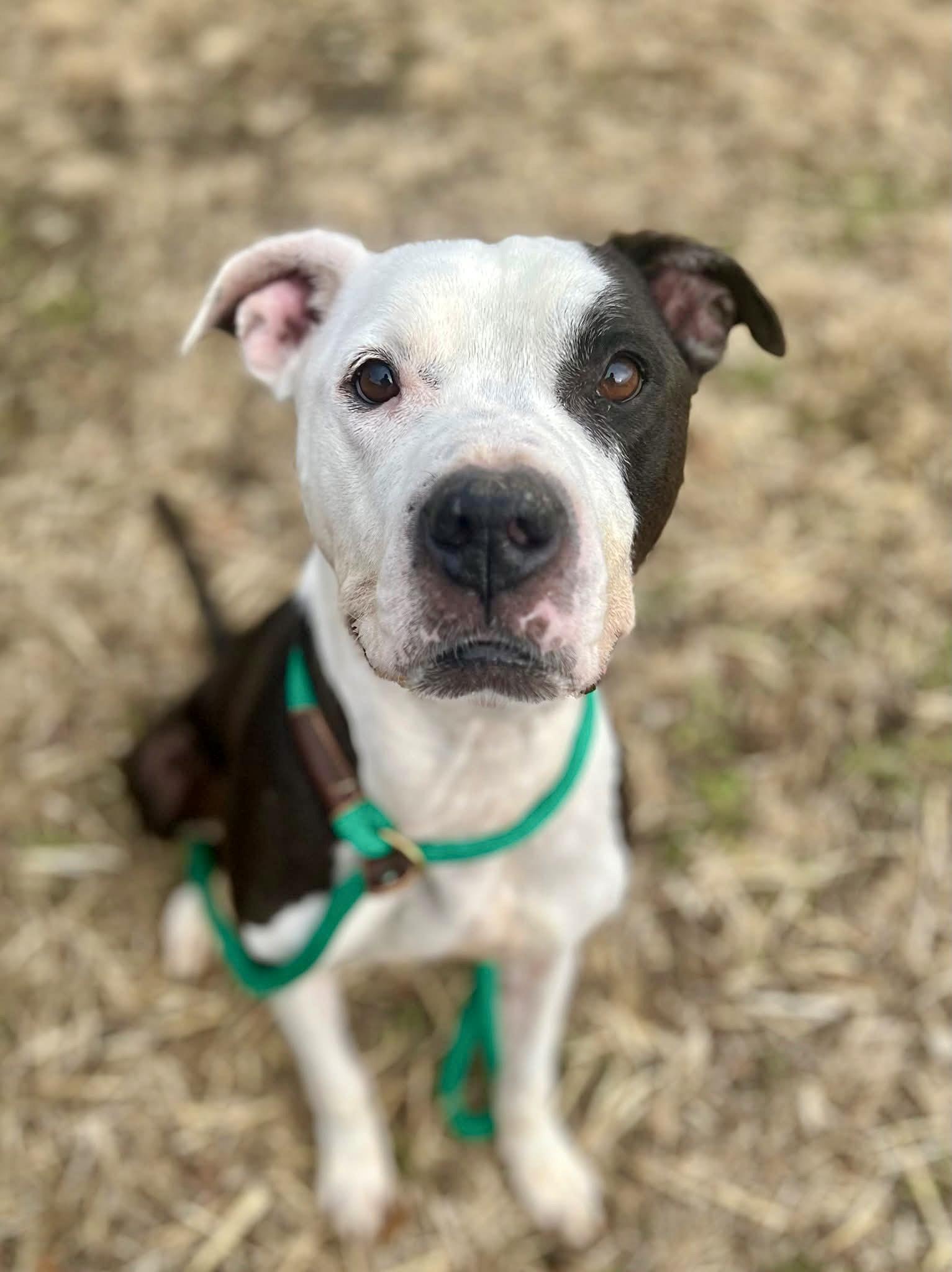 Wonder Bread, a ADOPTABLE Pit Bull Terrier in Chicago, IL image 2/5