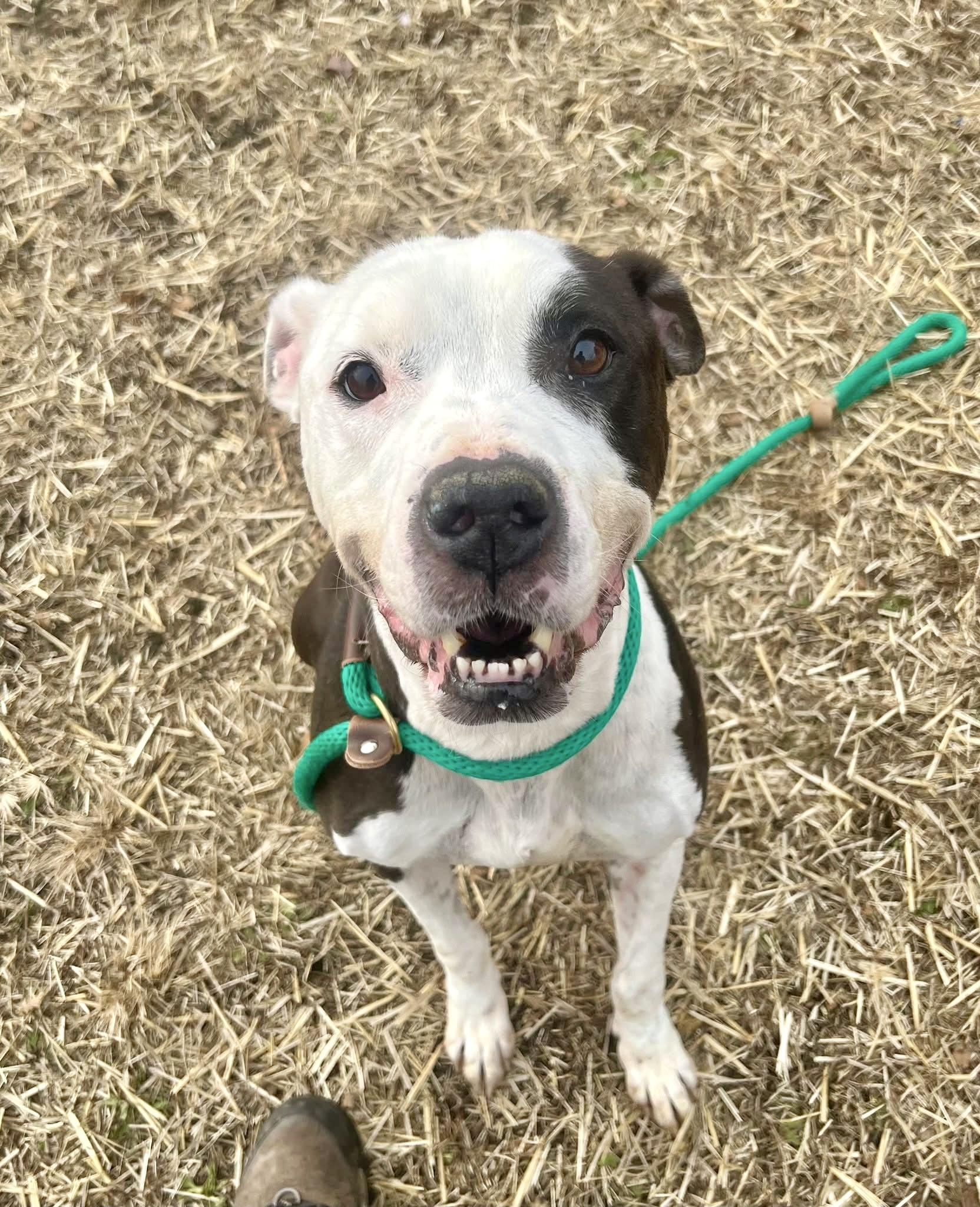 Wonder Bread, a ADOPTABLE Pit Bull Terrier in Chicago, IL image 3/5