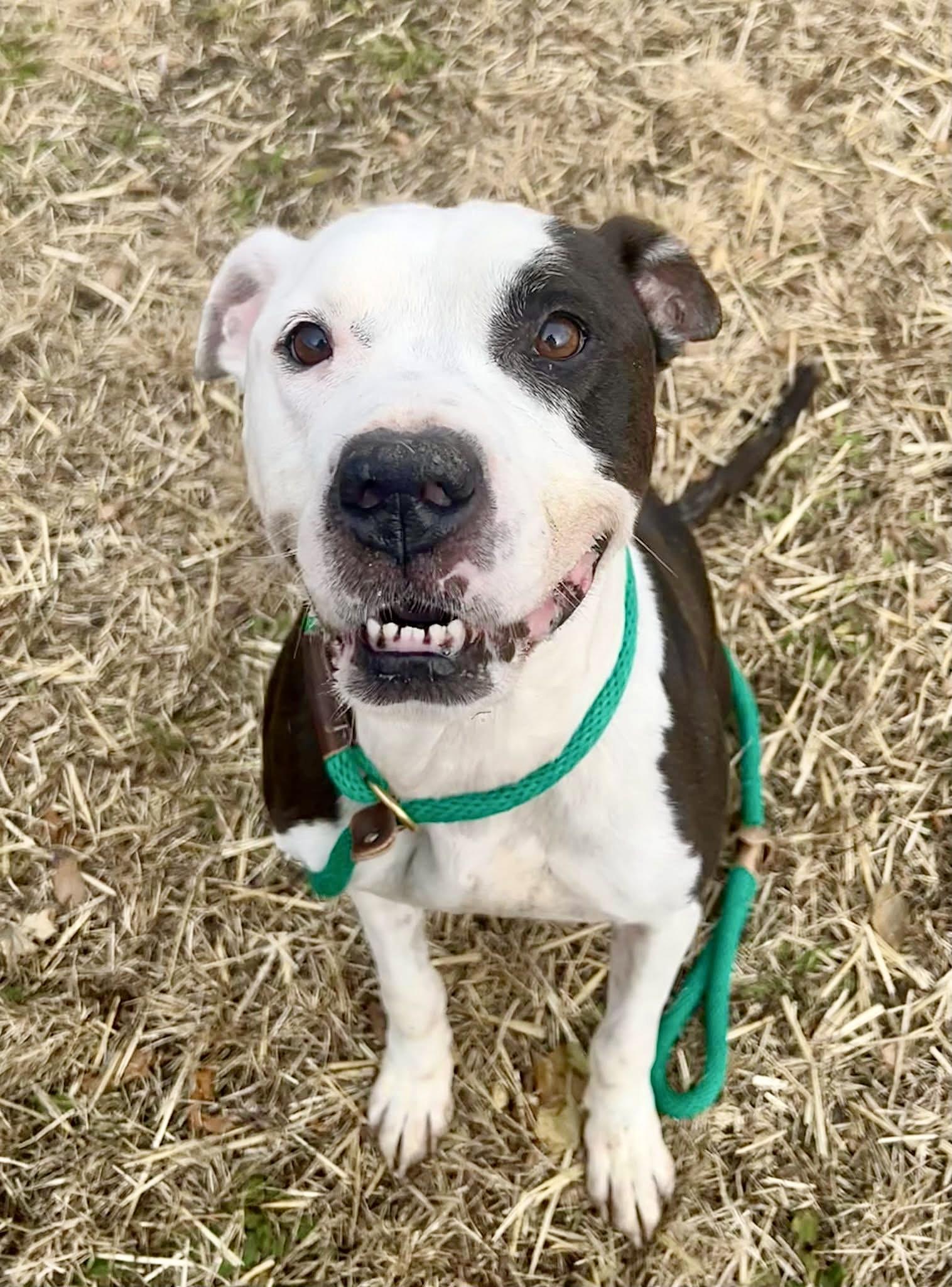 Wonder Bread, a ADOPTABLE Pit Bull Terrier in Chicago, IL image 4/5