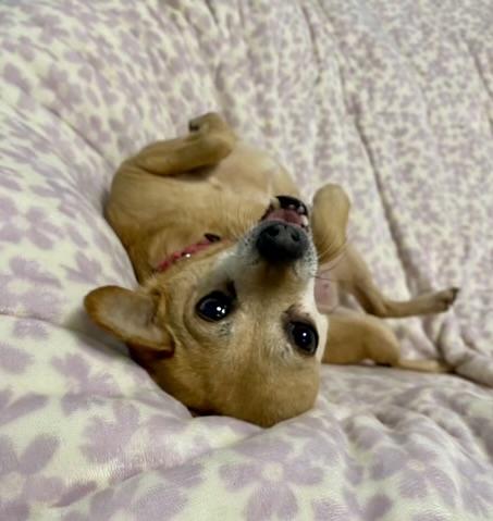 Enlarge Connie, a ADOPTABLE mixed breed in Walnut Creek, CA image 4/6