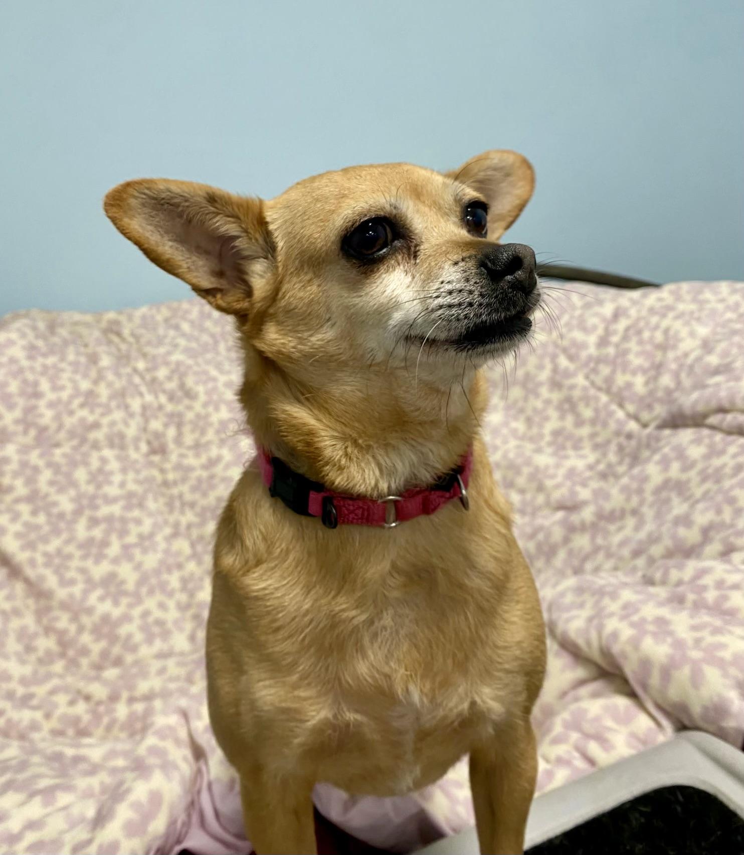 Enlarge Connie, a ADOPTABLE mixed breed in Walnut Creek, CA image 6/6