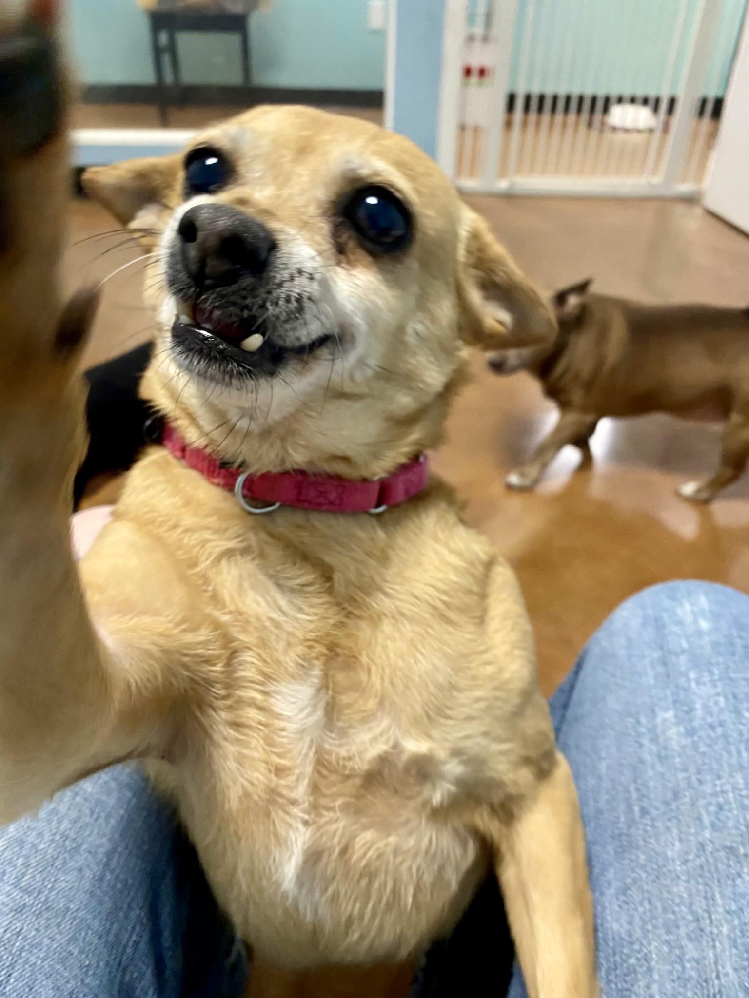 Enlarge Connie, a ADOPTABLE mixed breed in Walnut Creek, CA image 2/6
