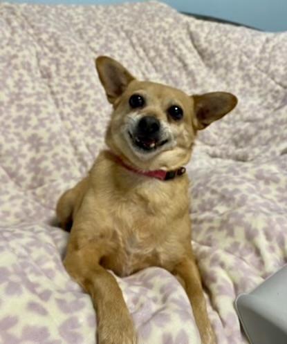 Enlarge Connie, a ADOPTABLE mixed breed in Walnut Creek, CA image 3/6