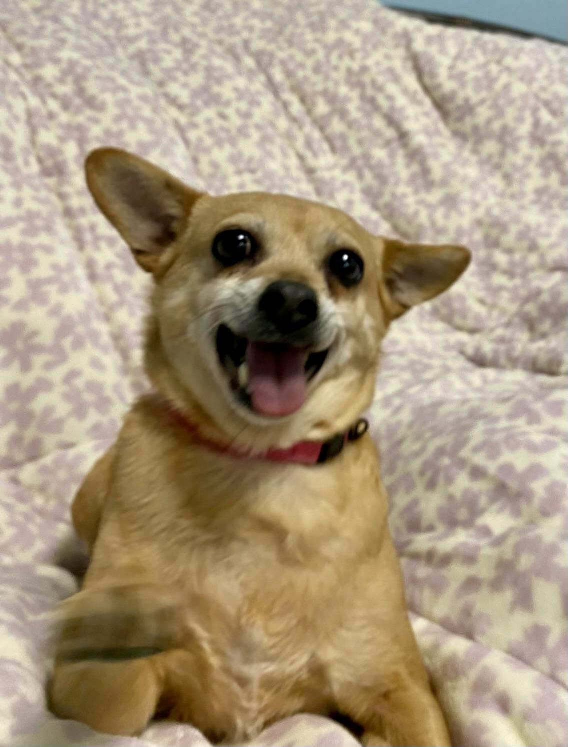 Enlarge Connie, a ADOPTABLE mixed breed in Walnut Creek, CA image 5/6