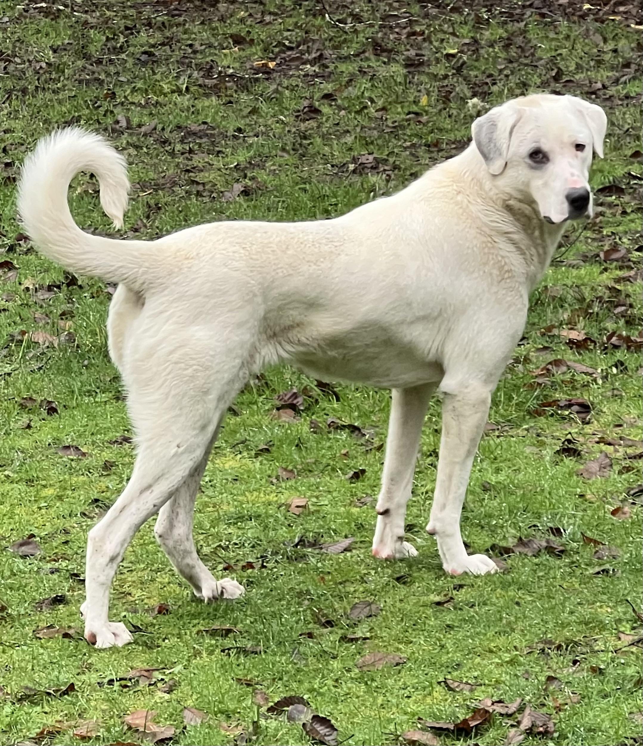 Willow, an adopted mixed breed in Oakville, WA image 1/4