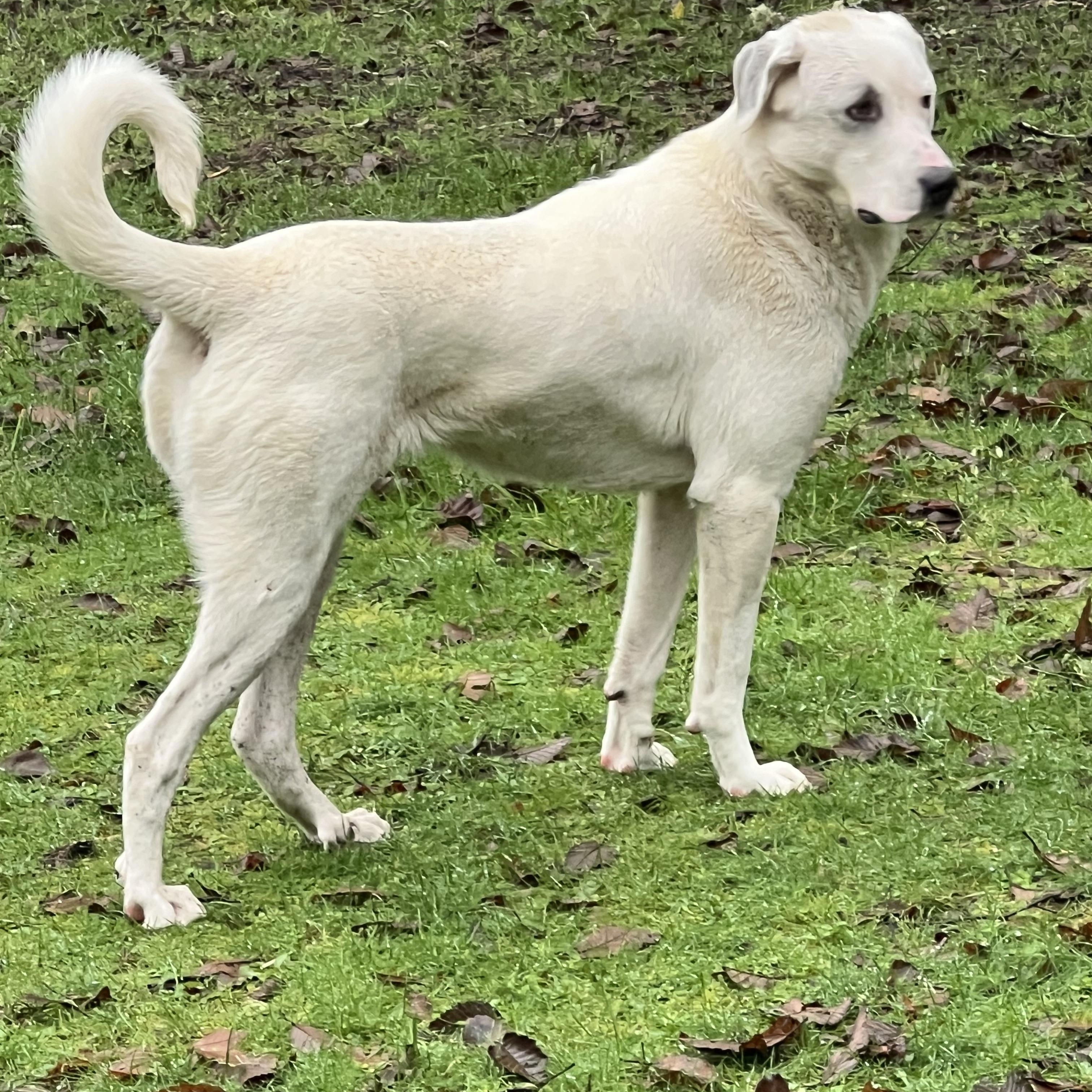 Willow, an adopted mixed breed in Oakville, WA image 2/4