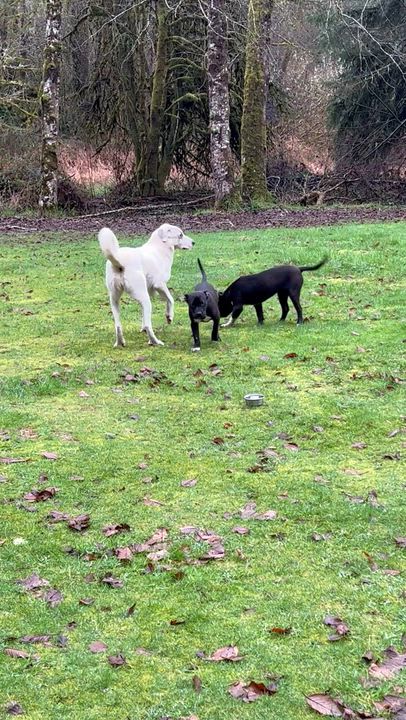 Enlarge Willow, an adopted mixed breed in Oakville, WA video 3/4